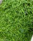 Green Chilli01